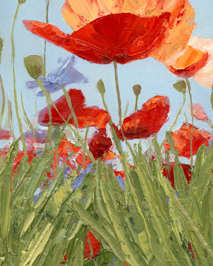 Poppies Soaking in the Light Print