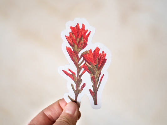 "A Couple of Indian Paintbrush" Sticker